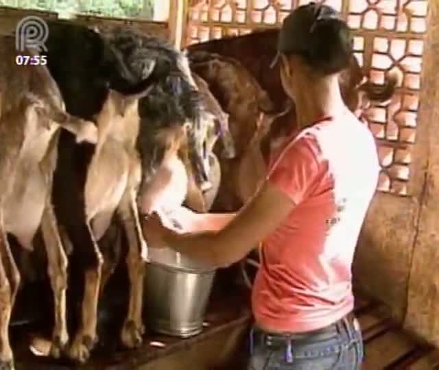 Consumo de leite de cabra cresce no país