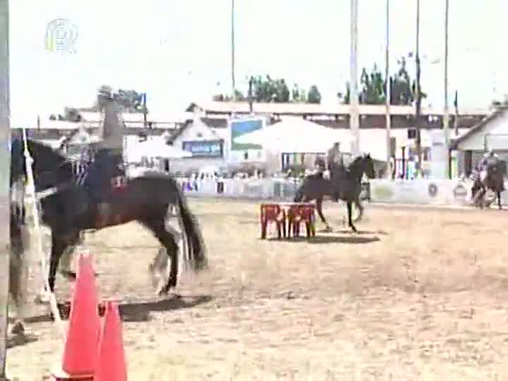 Conheça a Raça - Mangalarga marchador