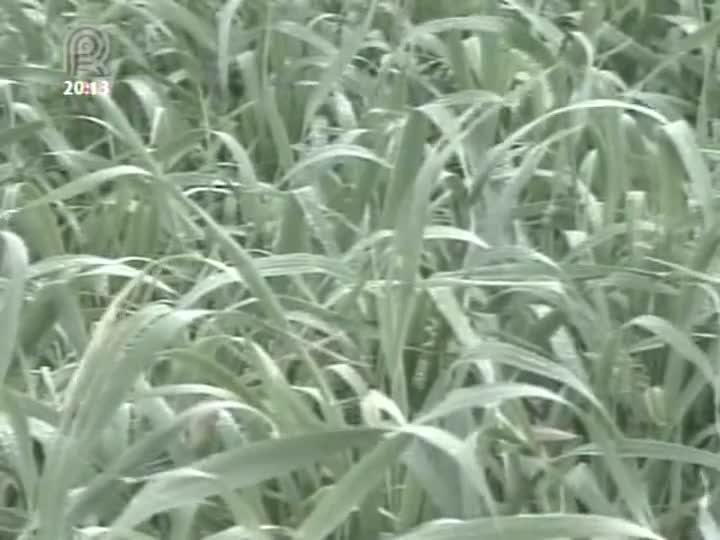 Pastagens são importantes na alimentação do gado de leite