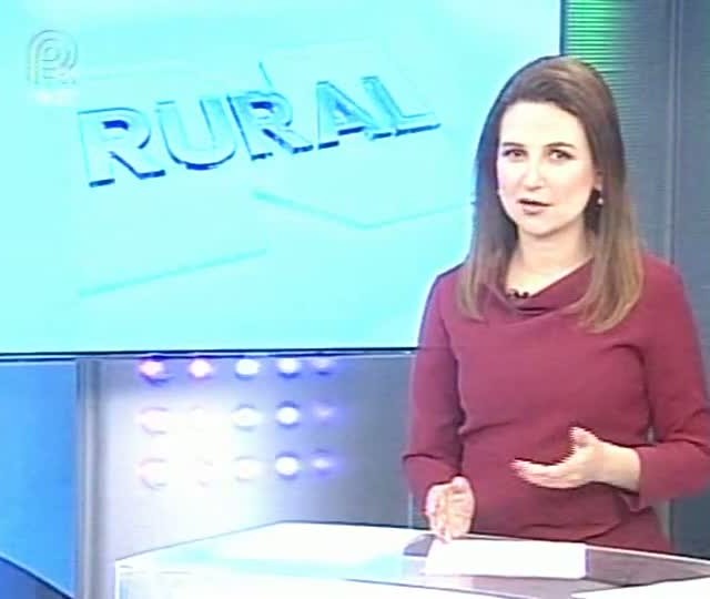 Confira a relação inusitada entre um ganso e uma vaca