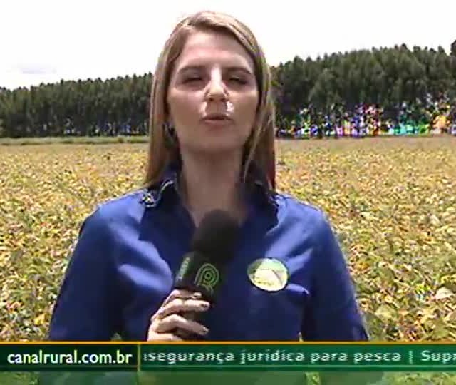 Consorcio de crotalária com milho combate nematoides