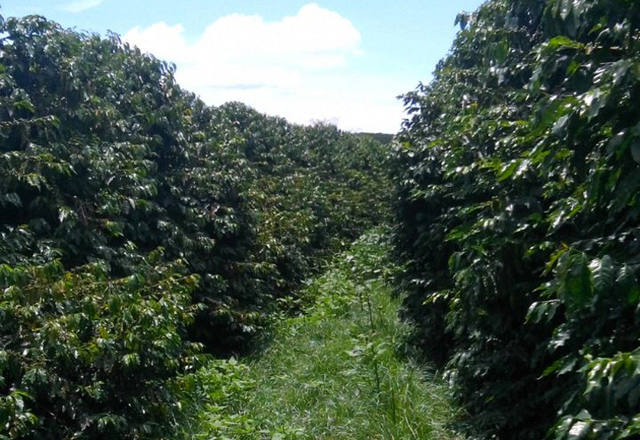 Café: chuva em janeiro fica abaixo da média histórica