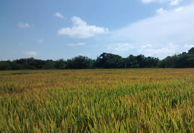 Fonte: Divulgação/AgroEffective