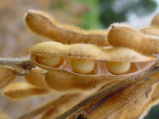 Soja grão