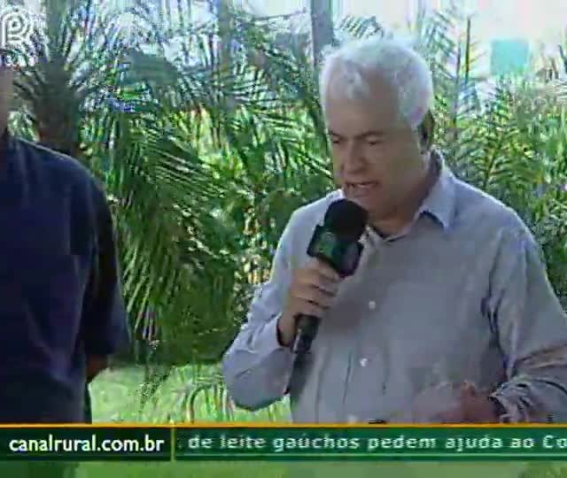 Ferrugem causa grandes perdas de soja no RS