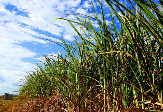 Preços do etanol seguem firmes enquanto açúcar está pressionado