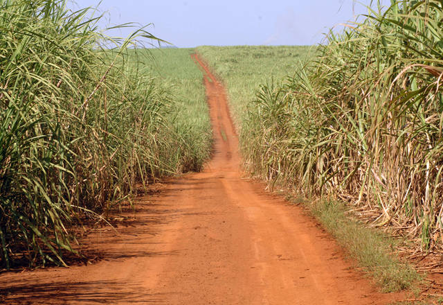 cana sucroenergético bioenergia