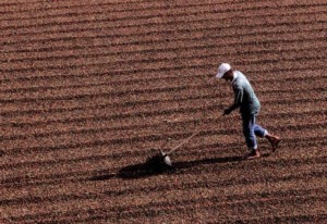 café no terreiro agropecuária empregos NR-31 calor safra safrista projeto