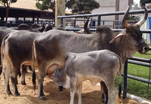 Expozebu começa neste sábado