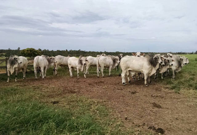 Fonte: Henrique Bighetti/Canal Rural