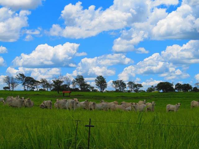 Fonte: Flavya Pereira/Canal Rural