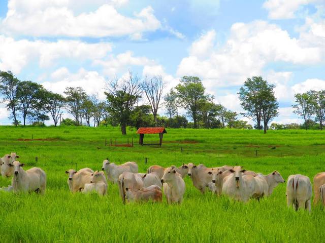 Fonte: Flavya Pereira/Canal Rural