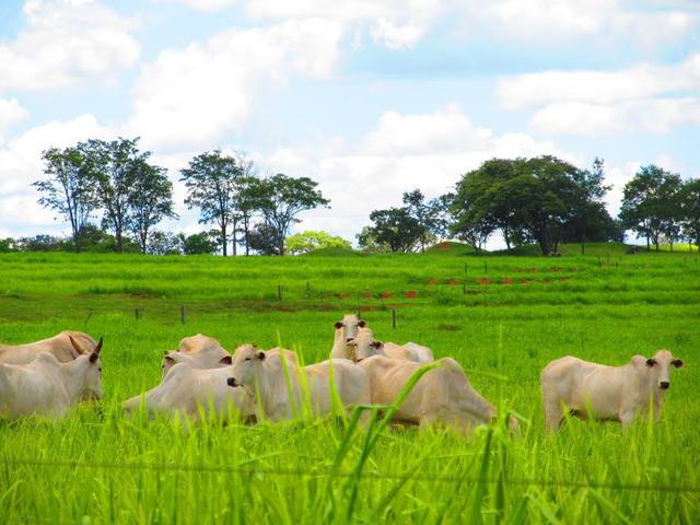 Fonte: Flavya Pereira/Canal Rural