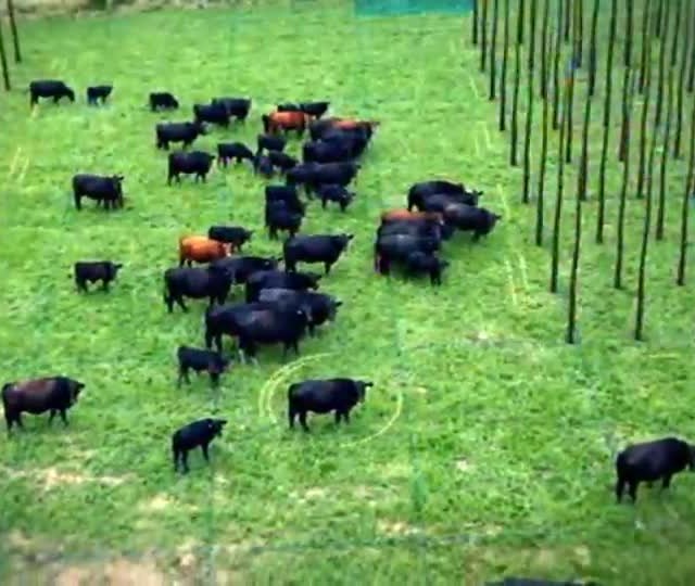 Conheça as principais produções agropecuárias brasileiras