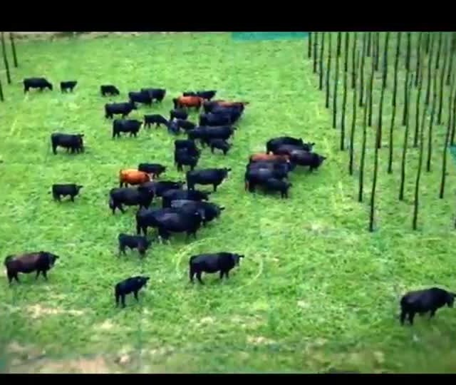 Investimentos mudam cenário agropecuário na Bahia