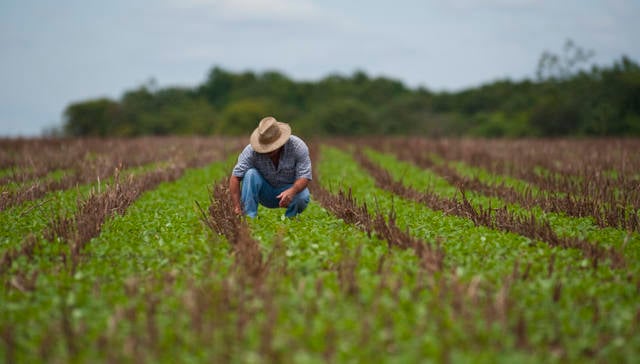 engenheiro agrônomo