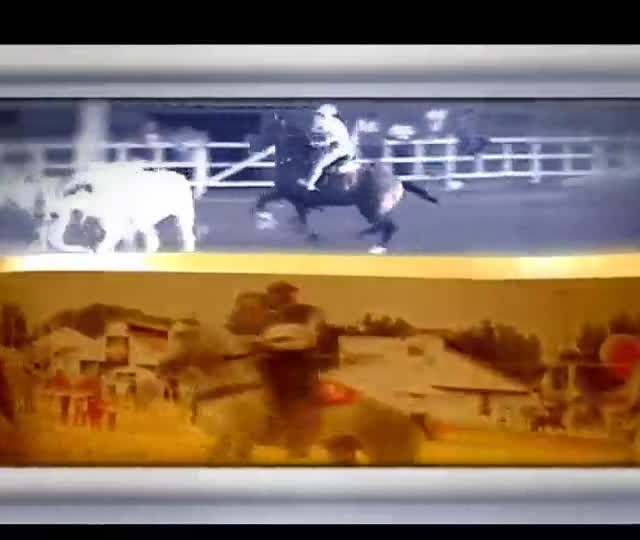 Exposição Nacional do Marchador tem 250 animais inscritos