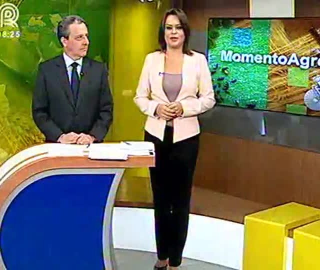 Suínos: produção atinge estágio de maturidade