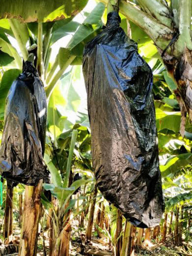 Fonte: Suelen Farias/Canal Rural