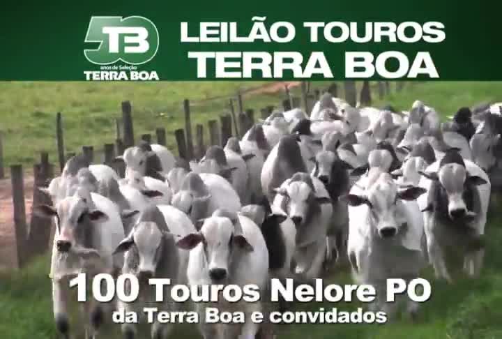 C2rural transmite o Leilão Touros Terra Boa