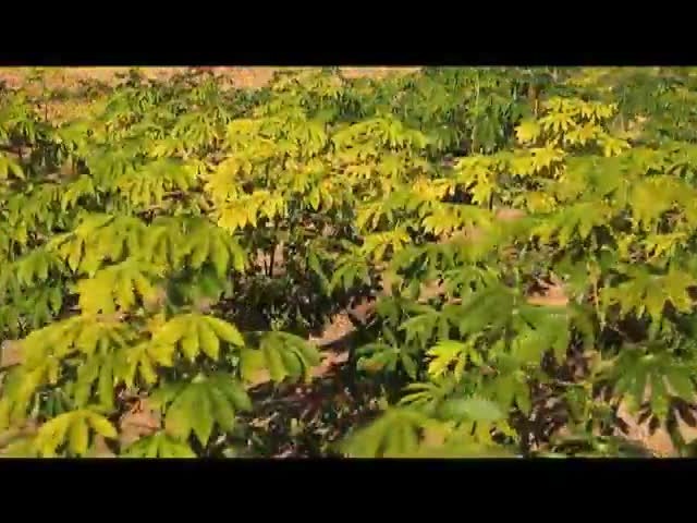 Desenvolvimento e riqueza na nova fronteira agrícola