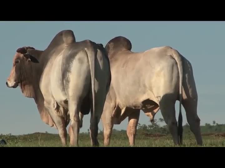 Técnica Rural - Castração