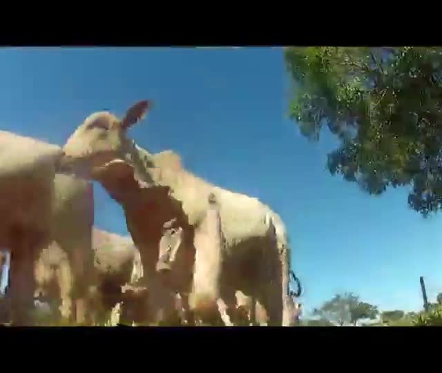 Técnica Rural - Melhoramento Genético