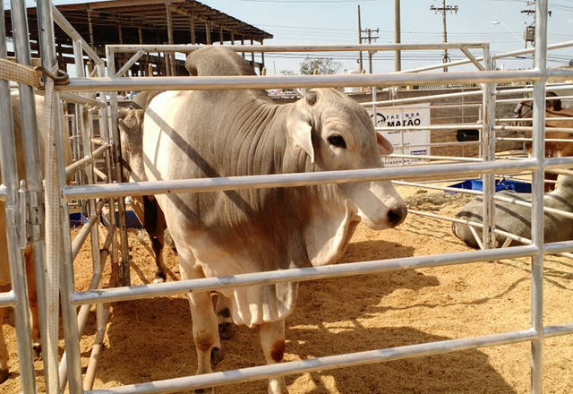 Fonte: Suelen Farias/Canal Rural