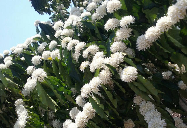 Fonte: Josiane Hahn/Alta Floresta d'Oeste (RO)