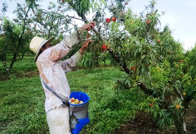 Fonte: Suelen Farias/Canal Rural