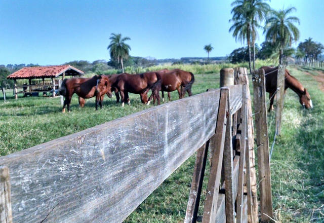 Fonte: Henrique Bighetti/Canal Rural