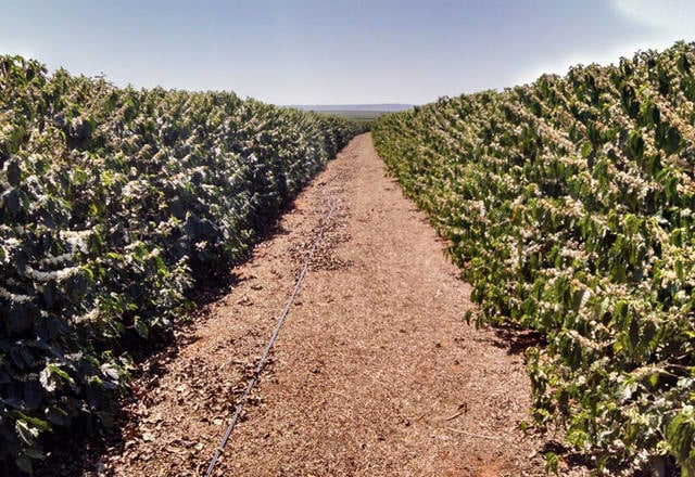 Fonte: Henrique Bighetti/Canal Rural