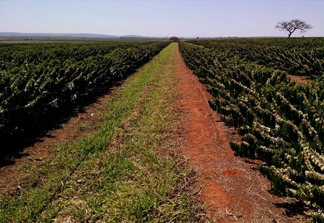 Fonte: Henrique Bighetti/Canal Rural