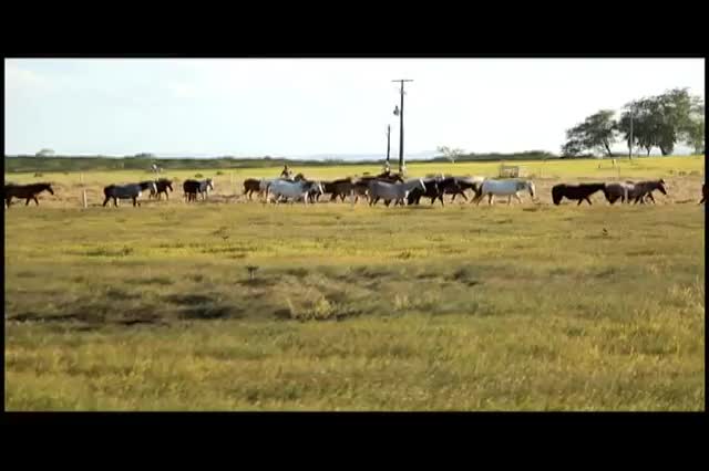 Criador de cavalos ganha mais com crédito rural