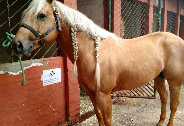 Fonte: Suelen Farias/Canal Rural