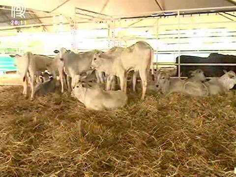 Bovino ganha atenção redobrada em evento equestre