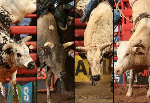 Qual será o touro campeão mundial 2015 da PBR?