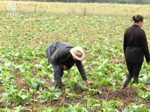 Cultivo do tabaco passa de pai para filho