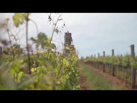 E por falar em vinhos - Boscato