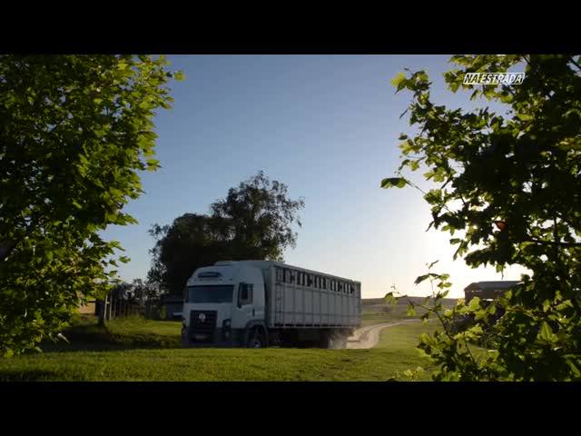 Na Estrada acompanha o transporte de cavalos