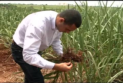 Carreiras do Agro: série começa com o agrônomo