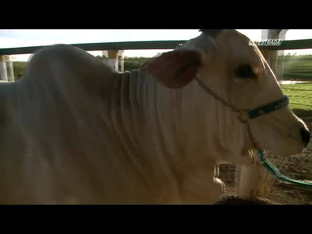 Último episódio do Na Estrada retrata transporte de gado