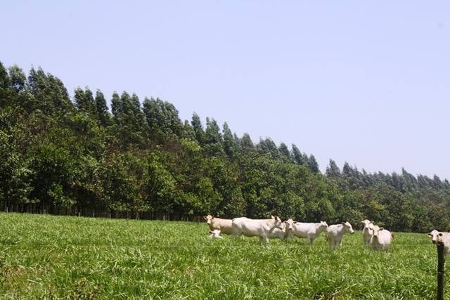 Fonte: Renata Sirtoli/Canal Rural