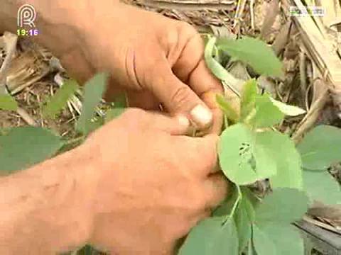 Semente com germinação baixa afeta produtores de MT