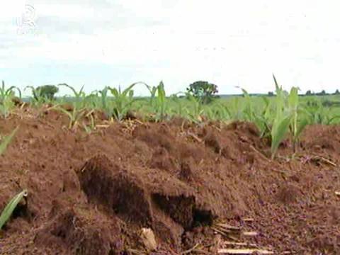 Saiba os prejuízos causados pelo mau uso do solo