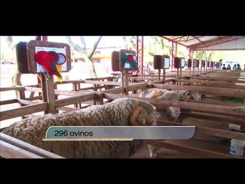 Programa une bem-estar animal e pastagem nativa