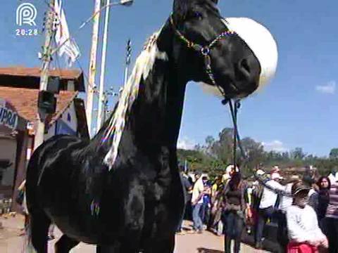 Cavalos: série do Jornal da Pecuária traz pelagens