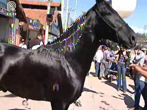 Veja como a cor dos pelos pode valorizar o cavalo