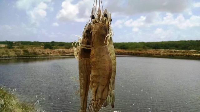 Fonte: Fernanda Farias/Canal Rural