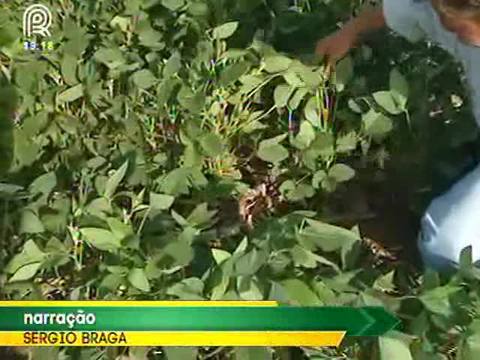 Agricultores de MT apostam na soja convencional